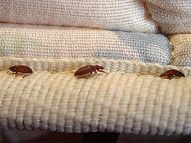 Awareness For Bed Bug Inspection and Control For Homes and Offices