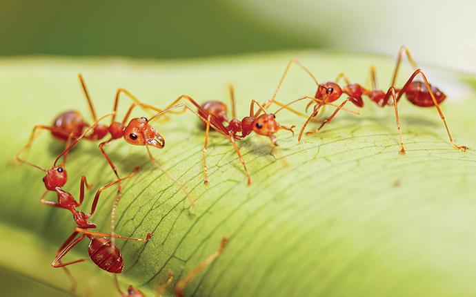 How to Prevent Fire Ants in Yard