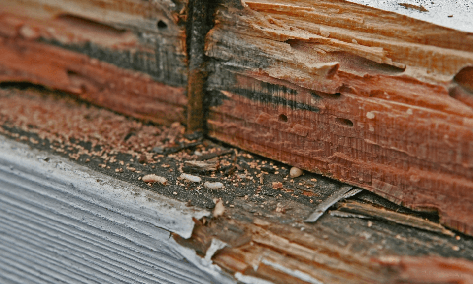 Augusta Homeowners: Signs You Might Have a Termite Infestation
