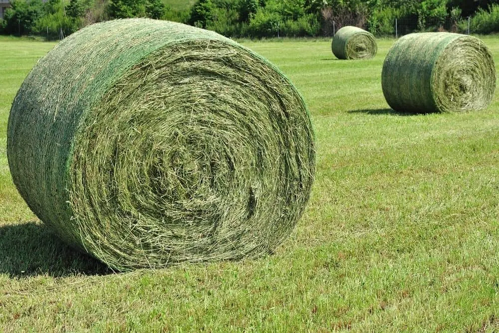 How Much Does A Round Bale Of Hay Weigh